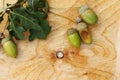 Acorns, oak, wooden background Royalty Free Stock Photo