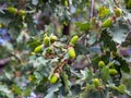 Acorns on Oregon White Oak Branches