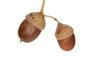 Acorns of a Pedunculate Oak, isolated Royalty Free Stock Photo