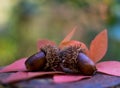 Acorns placed on yellow and red leaves. Autumn signs