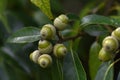 Acorns of Quercus myrsinaefolia. Fagaceae plants.