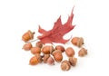 Acorns and red oak leaf on a white background Royalty Free Stock Photo