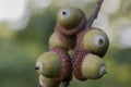 Acorns of red oak, quercus rubra on twig