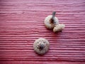 Acorns on a red wooden backgrounnd