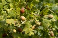 Acorns ripening on an Oak tree near East Grinstead