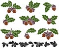 Acorns set. Collection icon acorns. Vector Royalty Free Stock Photo