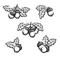 Acorns set. Collection icon acorns. Vector Royalty Free Stock Photo