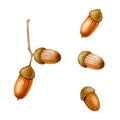 Acorns. A set of illustrations painted in watercolor.