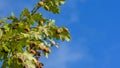 Acorns on tree agianst blue sky Royalty Free Stock Photo