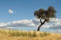 Acorns tree and blue cloudy sky