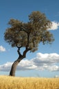 Acorns tree and blue cloudy sky