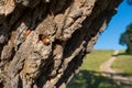 Acorns in valley oak tree