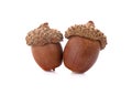 Acorns on a white background ,close up