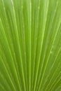 Acorus calamus Royalty Free Stock Photo