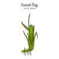 Acorus calamus or sweet flag medicinal herb Royalty Free Stock Photo