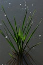 Acorus calamus, sweet flag. Plant in the water. The grass grows on the lake Royalty Free Stock Photo