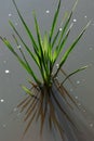 Acorus calamus, sweet flag. Plant in the water. The grass grows on the lake Royalty Free Stock Photo