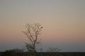 A couple of macaws on the top of alone tree at the end of dusk Royalty Free Stock Photo