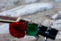 Acoustic guitar headstock decorated by red rose Royalty Free Stock Photo