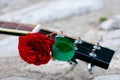 Acoustic guitar headstock decorated by red rose Royalty Free Stock Photo