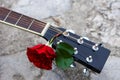 Acoustic guitar headstock decorated by red rose Royalty Free Stock Photo