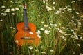 Acoustic guitar lying on green grass with chamomile