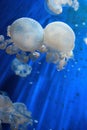 Acquario di Genova. Beautiful Jellyfish. Italy, Genova. Royalty Free Stock Photo