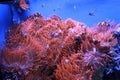 Acquario di Genova. Beautiful Jellyfish. Italy, Genova. Royalty Free Stock Photo