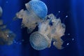 Acquario di Genova. Beautiful Jellyfish. Italy, Genova. Royalty Free Stock Photo