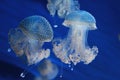 Acquario di Genova. Beautiful Jellyfish. Italy, Genova. Royalty Free Stock Photo