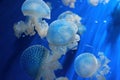 Acquario di Genova. Beautiful Jellyfish. Italy, Genova. Royalty Free Stock Photo