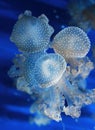 Acquario di Genova. Beautiful Jellyfish. Italy, Genova. Royalty Free Stock Photo