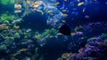 Acquarium Full of Beautiful Tropical Fishes Royalty Free Stock Photo