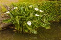 The acquatic white calla lily known as zantedeschia aethiopica