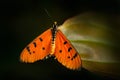 Acraea acrita, the fiery acraea, butterfly of the family Nymphalidae, from Tanzania in Africa. Orange insect in the nature habita