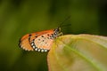 Acraea acrita, the fiery acraea, butterfly of the family Nymphalidae, from Uganda in Africa. Orange insect in the nature habitat