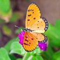 An Acraea Butterfly on Purple Amaranth Flower Royalty Free Stock Photo