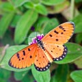 An Acraea Butterfly on Purple Amaranth Flower Royalty Free Stock Photo