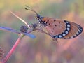 Acraea terpsicore