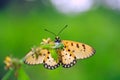 Portrait of Acraea terpsicore or tawny coster butterfly Royalty Free Stock Photo