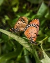 Acraea terpsicore