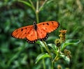 Acraea violae butterfly