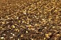 Acre with fine crumbs and fallen leaves in autumn Royalty Free Stock Photo