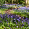 Carpet of wild bluebells in woodland, photographed at Pear Wood next to Stanmore Country Park in Stanmore, Middlesex, UK Royalty Free Stock Photo