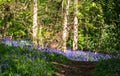 Carpet of wild bluebells in woodland, photographed at Pear Wood next to Stanmore Country Park in Stanmore, Middlesex, UK Royalty Free Stock Photo