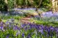 Carpet of wild bluebells in woodland, photographed at Pear Wood next to Stanmore Country Park in Stanmore, Middlesex, UK Royalty Free Stock Photo