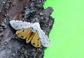 Acrea moth displaying its bright orange underwings. Royalty Free Stock Photo