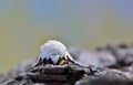 Acrea moth facing the camera. Royalty Free Stock Photo