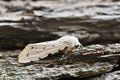 Acrea moth resting on tree bark. Royalty Free Stock Photo