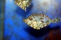 Bristle tail filefish - Acreichthys tomentosus Royalty Free Stock Photo